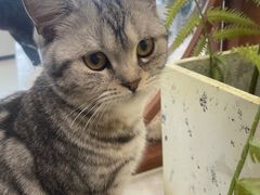 -共舞时光猫咖·狗咖(新街口店)
