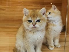 -猫十亿·布偶金渐层·曼基康矮脚猫舍(青年路店)