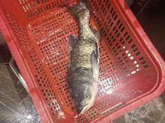 -鱼头泡饭·湖北菜·非物质文化遗产(岳家嘴总店)