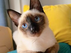 -欣宠猫屋·矮脚拿破仑·蓝金金渐层