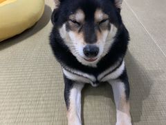 -逗柴咖啡屋·狗咖猫咖宠物桌游