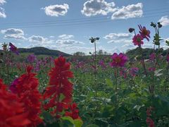 -莲花山花海