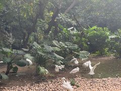-广州长隆飞鸟乐园