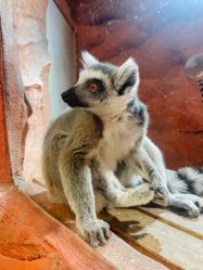 -Zoolung Zoolung动物主题公园(海信广场店)