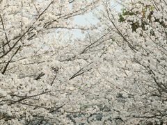-高东镇樱花园