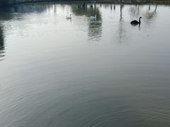 -鹅湖玫瑰文化园