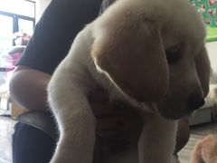 -翊宠yipet猫狗购宠庄园犬舍•猫舍