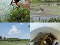 -淇河国家湿地公园