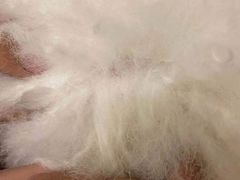 -安安宠医宠物医院·异宠·犬猫内科(岳阳分院)
