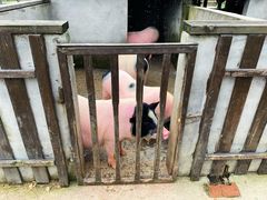 -田园东方蜜桃村的田野营地