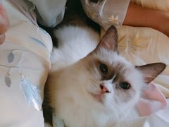 -猫色咖啡·猫咖