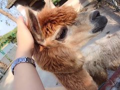 -太阳岛度假酒店