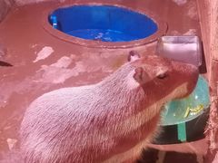 -正佳雨林生态植物园