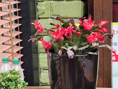 -漫渡庄绿岛花园•隐世庭园菜(滨湖店)