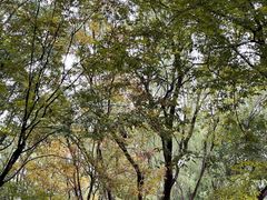 -昆山城市生态森林公园