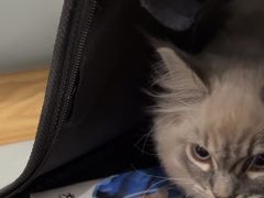 -艾贝尔宠物医院·24H转诊中心·肿瘤猫专科(江宁双龙店)