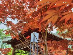 -莲花池公园