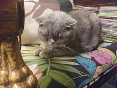 -猫色咖啡·猫咖