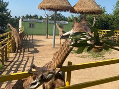 -西霞口神雕山野生动物世界