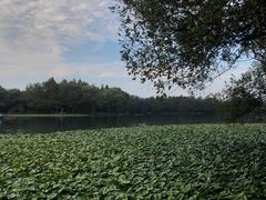 -中国茶叶博物馆(双峰馆区)