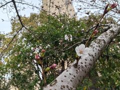 -高东镇樱花园
