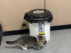 -瑞派伍一宠物医院·眼科·骨科·猫科转诊中心(马王堆院)