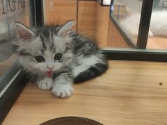 -袖虎·猫馆(体育西路店)