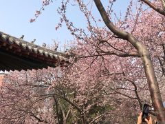 -桃花堤公园