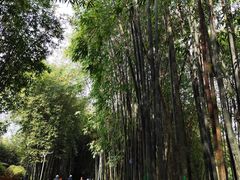 -望江楼公园