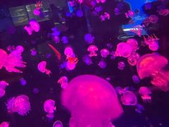 -重庆欢乐海底世界