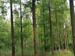 -黄海国家森林公园