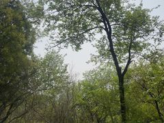 -府君山公园