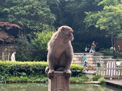 -黔灵山公园