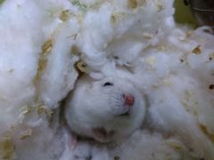 -DANXI丹喜面包·蛋糕(小公园永平店)