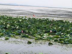-微山岛春天里酒家