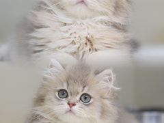 -lincat·猫舍(广州店)