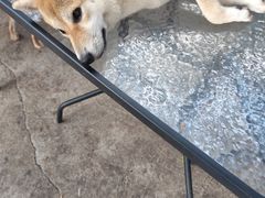 -柴犬高等学院·狗咖·柴犬售卖·宠物训练