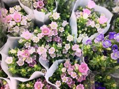 -双季花艺园艺市场(浦东店)