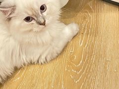 -猫咪派对(江南西店)