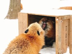 -宫城藏王狐狸村