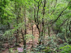 -火炉山森林公园