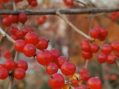 -永定河休闲森林公园