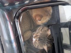 -瑞鹏瑞爱宠物医院·全科·猫科·血液透析中心(龙头寺店)