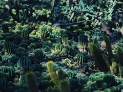 -深圳仙湖植物园