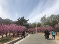 -北京鹫峰国家森林公园