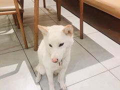 -柴务处·柴犬主题狗咖