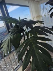 -HEYAN荷妍专业脱毛连锁机构