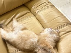 -宠颐生猫科·内科皮肤科(西平世纪城店)