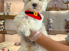 -翊宠yipet猫狗购宠庄园犬舍•猫舍