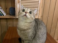 -猫色咖啡·猫咖